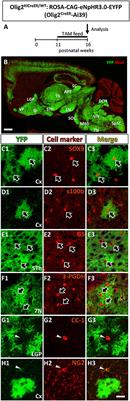 Olig2-Lineage Astrocytes: A Distinct Subtype of Astrocytes That Differs from GFAP Astrocytes